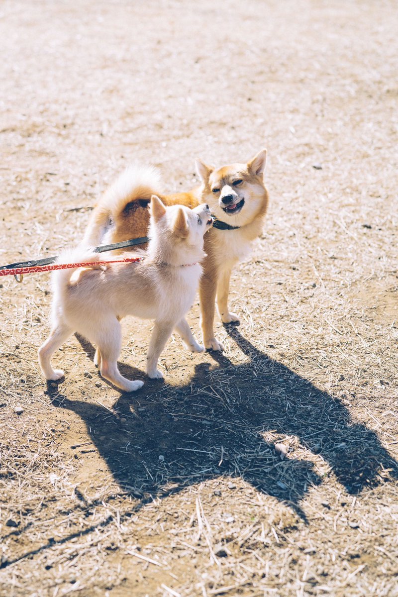 osampo_365's tweet photo. なに話してるのかな〜楽しそう🐶

#ポメ柴　#いぬのきもち　#多頭飼い　#ワン撮影　#横浜ロケ https://t.co/ExCEqSG1W7