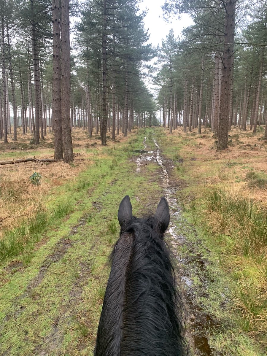 #RuralLive Alexandra our Rural Mounted Volunteer has been out this morning, patrolling the Godlingston Heath and Rempstone Forest. They closed some gates which had been left open where livestock was being kept. Thank you to Alex and her beautiful horse #RuralMountedVolunteers