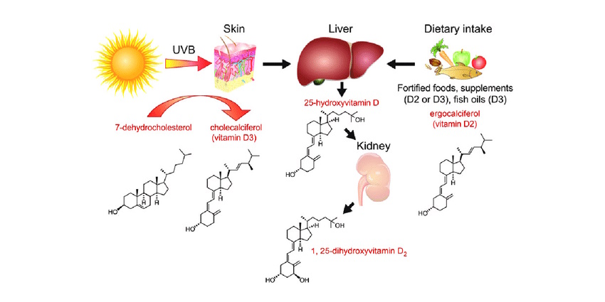 A brand new study shows that as many as sixty percent of elderly people have a vitamin D deficiency. A forgotten study, which dates back to the last century, shows why. ergo-log.com/the-older-you-…