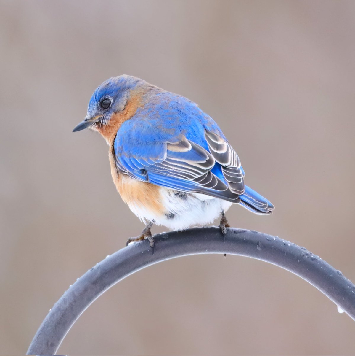 Happy Saturday from this beautiful bluebird!
#happysaturday #bluebirds #bluebird #ohiobirds #beautifulbluebird #ohiobirdworld #ohiobirdlovers #birdlovers #birdwatching #birdwatchers #birdlife #birdwatchersdaily #birdwatcher #birdloversdaily