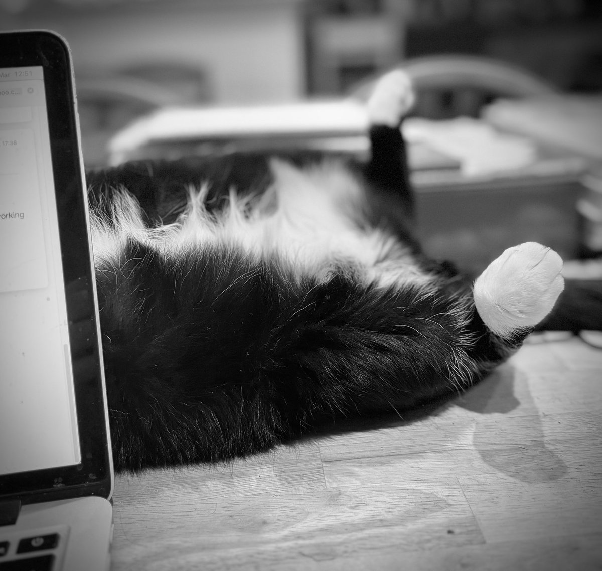 My writing life. I push my words across the page; Stig relaxes beside me. I adore her ♥️ #Caturday #poet #writer #CatsOfTwitter