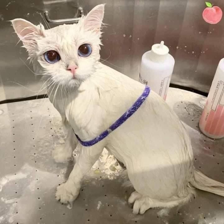 ShouldHaveCat's tweet photo. she wash, she clean. https://t.co/V8eEtJyNVW