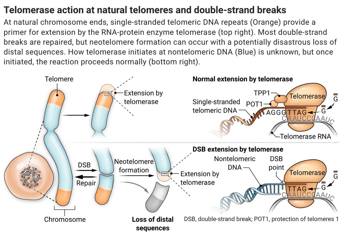 Human telomerase threatens genome integrity by adding telomeres to broken chromosomes and is held in check by ATR kinase signaling.

Learn more in Science ⬇️
📄: scim.ag/69F
#SciencePerspective: scim.ag/69G