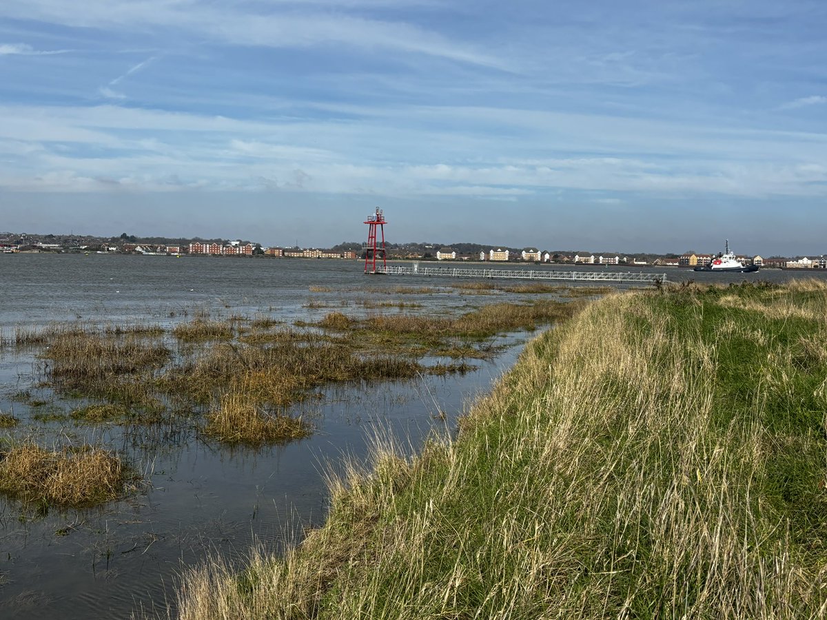 A 16K steps at Swanscombe today with Jon Bushell and @wobblygreen . 63sp including Raven, Rook ‘scarce bird here’ 2 Red Kites, Marsh Harriers, Turnstone, Water, Rock and Meadow Pipit, Lesser Redpoll, Little Egret, Grey Herons nesting and Comma, Peacock, Brimstone @sspcampaign 😊