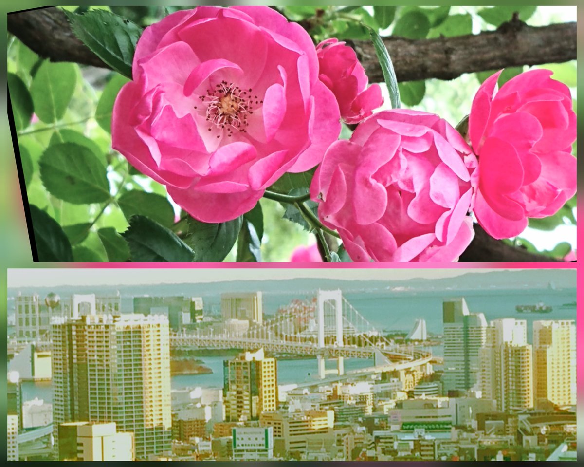 季節風には逆らわず
身の置き場を出来るだけ努力に努める。
険しい山を登り積めた達成感のように気分は良い。
心は広くおおらかであれ。
明日がある、先へと進める明日がある。
#努力の花は必ず咲くもの