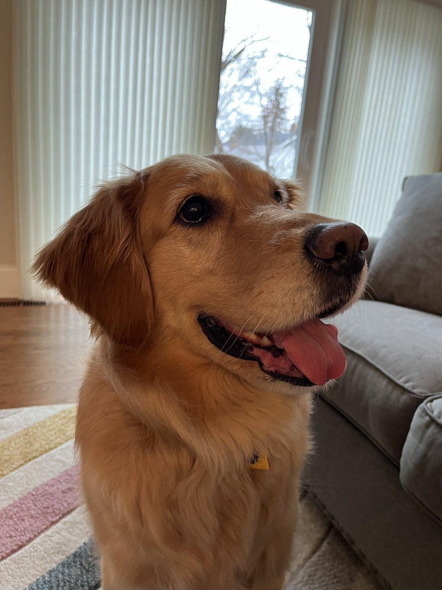 gkramer26's tweet photo. @GoldretrieverUS  Jessie wants to enter #weekendsmiles https://t.co/9EgVyNZysl