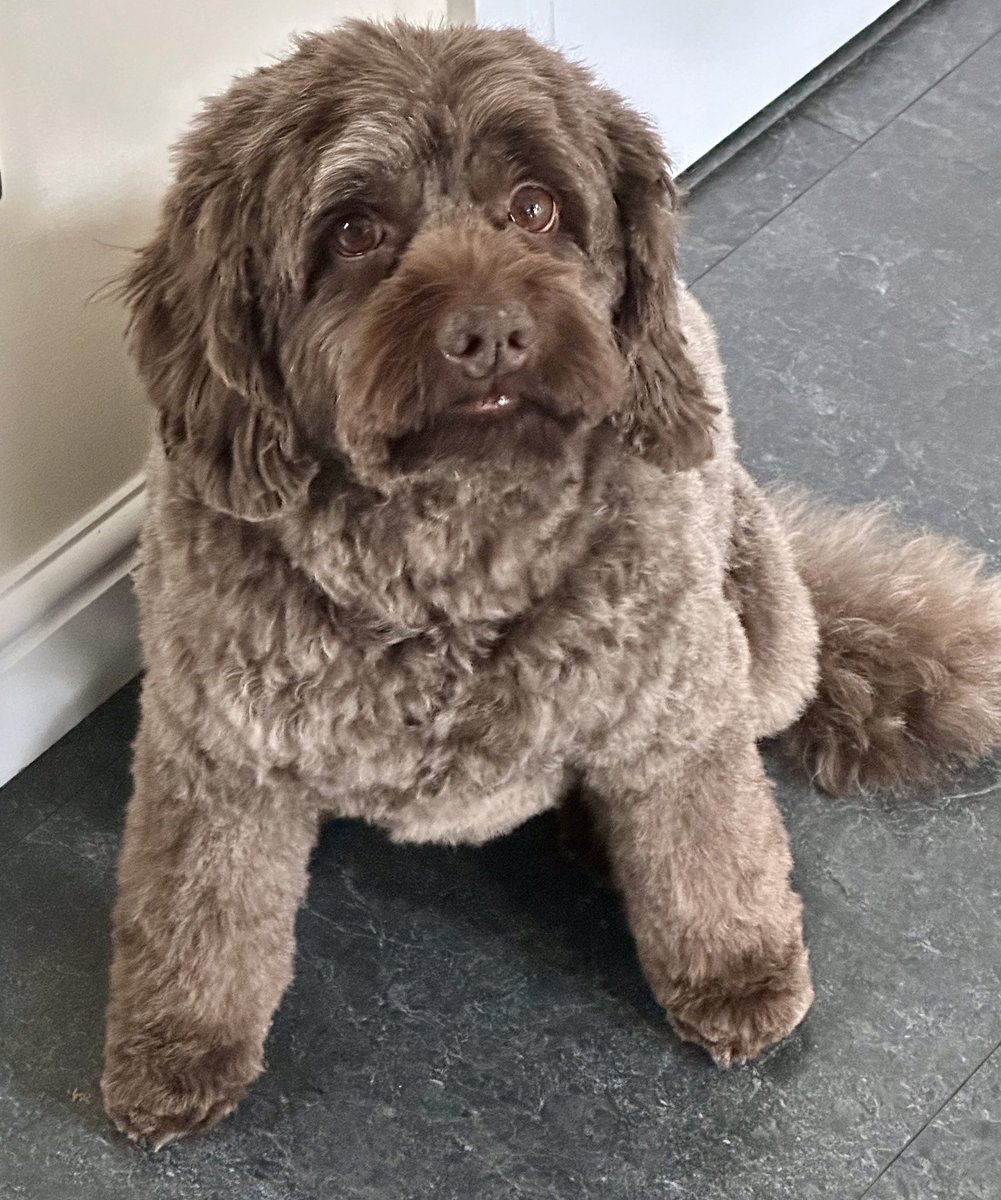 I knew it! 🔮 A baff, a furcut AND a floof 🛁 ✂️ 🪮😳 Appawrently I smell amazing now though ….and I’m a velvet doodle 🤩🐾🐾