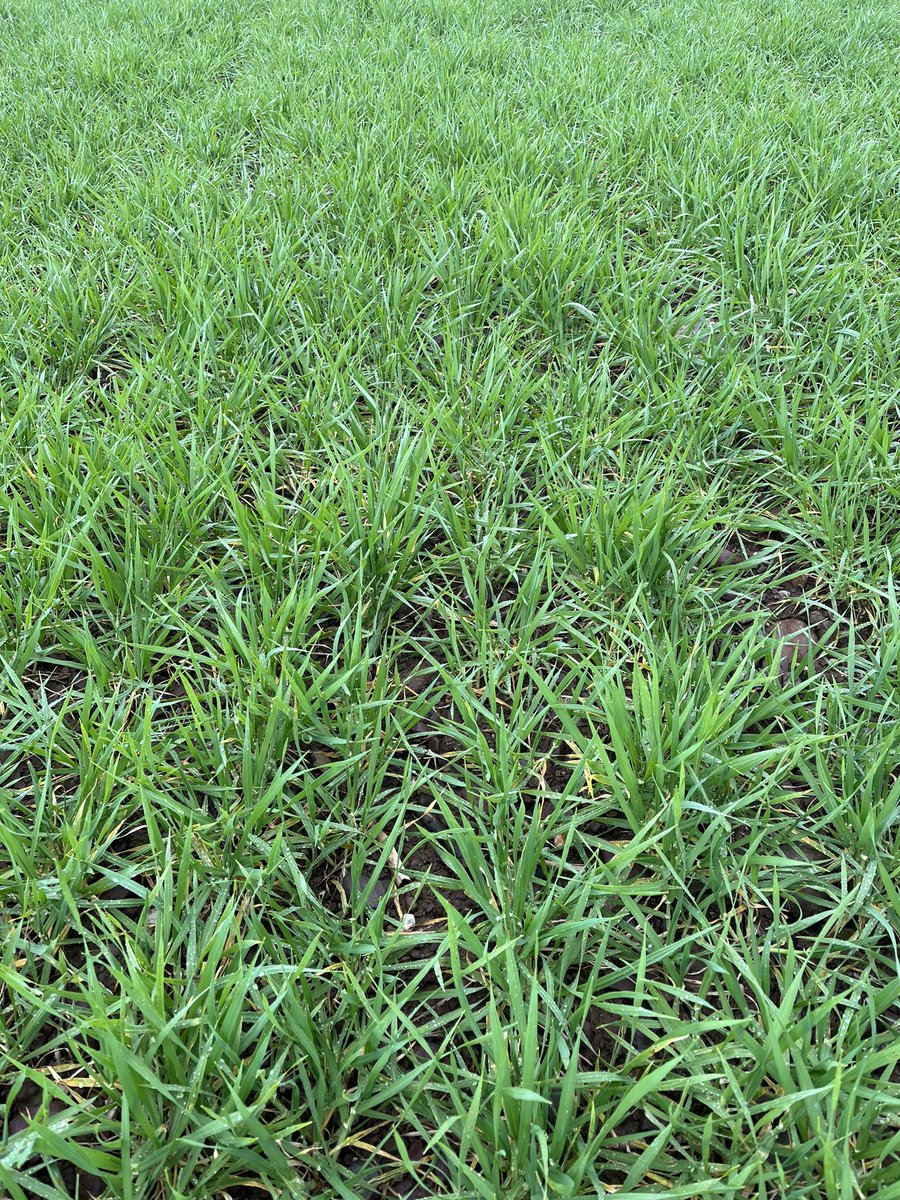 Both OSR and winter barley have responded well to their first N application almost 3 weeks ago. Main N splits planned for the next 7 days. PGR due on OSR when conditions allow also, along with T1 and PGR on barley.