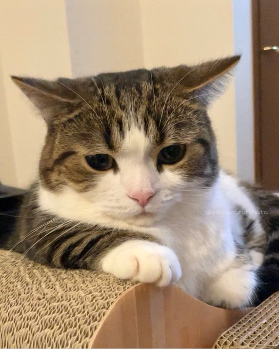 youhavenot's tweet photo. 考える猫 https://t.co/sr6VBLCDtn