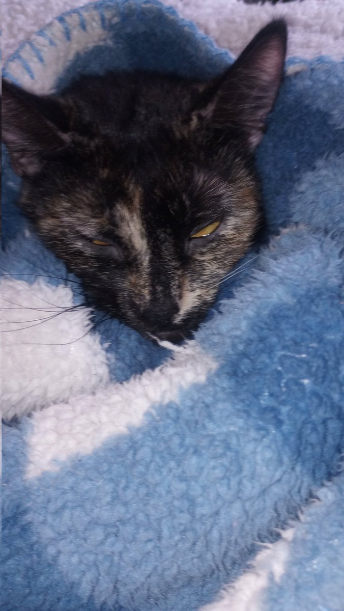 🐤✨Sorry I haven't been on in a while, here have a cozy cat✨🐤