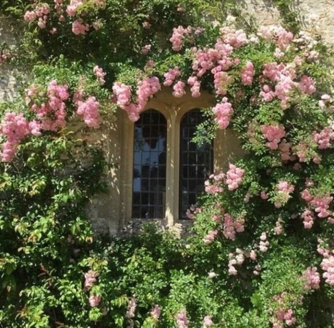artindetails's tweet photo. flowers on windows. https://t.co/YtEDIH3AB3