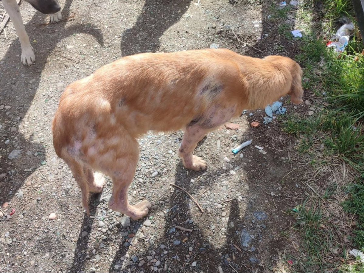 sapa028's tweet photo. Šest od 10 pasa o kojima smo nedavno pisali primilo je terapiju za šugu i demodex. Četiri psa danas nismo pronašli, ali će i oni dobiti tabletice čim ih pronađemo.Terapiju za dva psa donirao je ljubitelj koji je želeo da ostane anoniman, ⬇️ https://t.co/Dy0KLscZUw