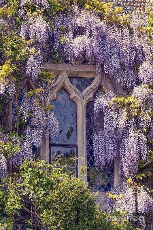 artindetails's tweet photo. flowers on windows. https://t.co/YtEDIH3AB3