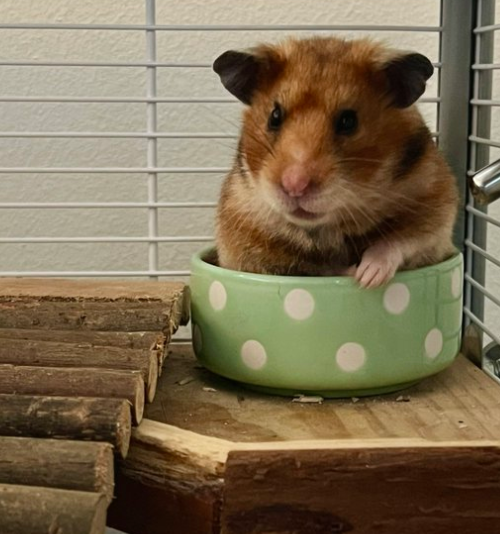Hamster of the Day 🐹 tweet media