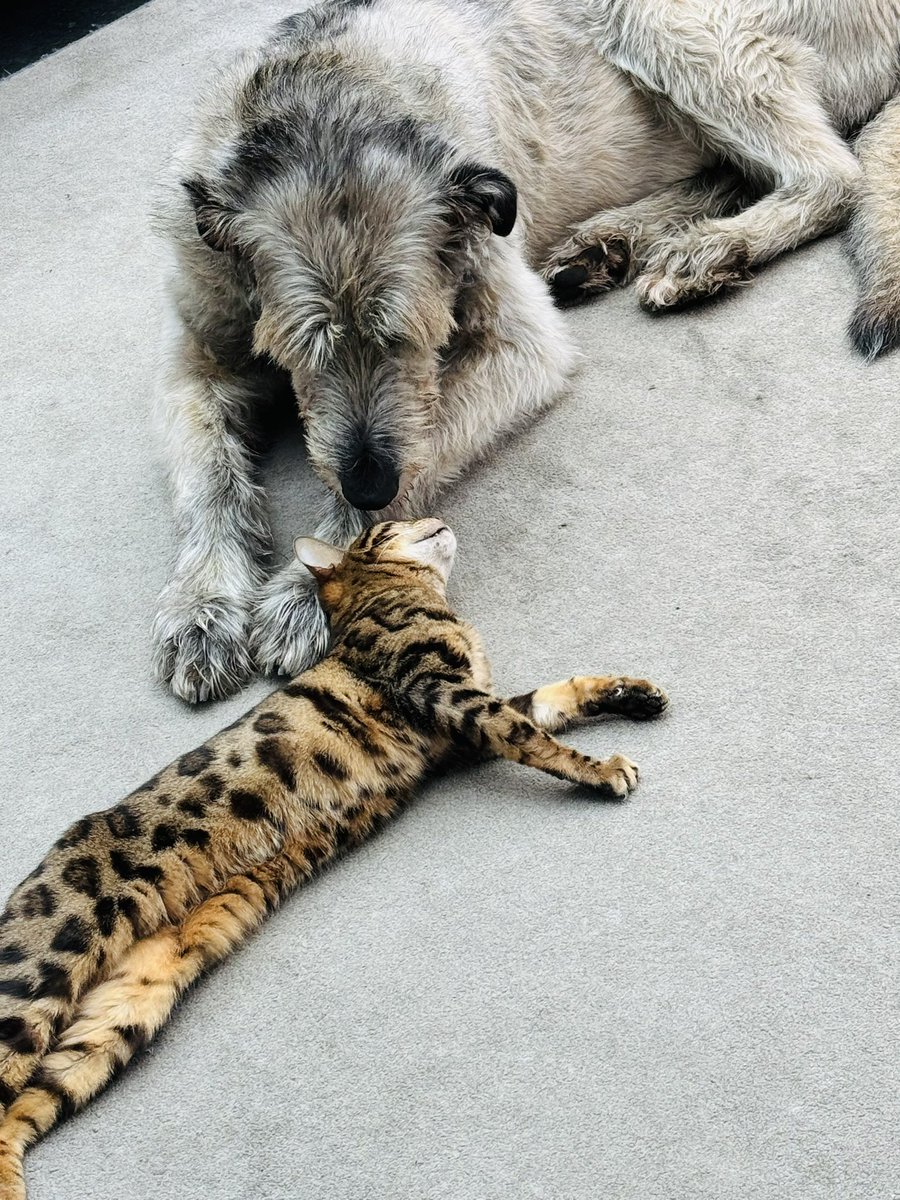 A weekend chat with Molly 😹🐶 #teambengal #IrishWolfhound #pals