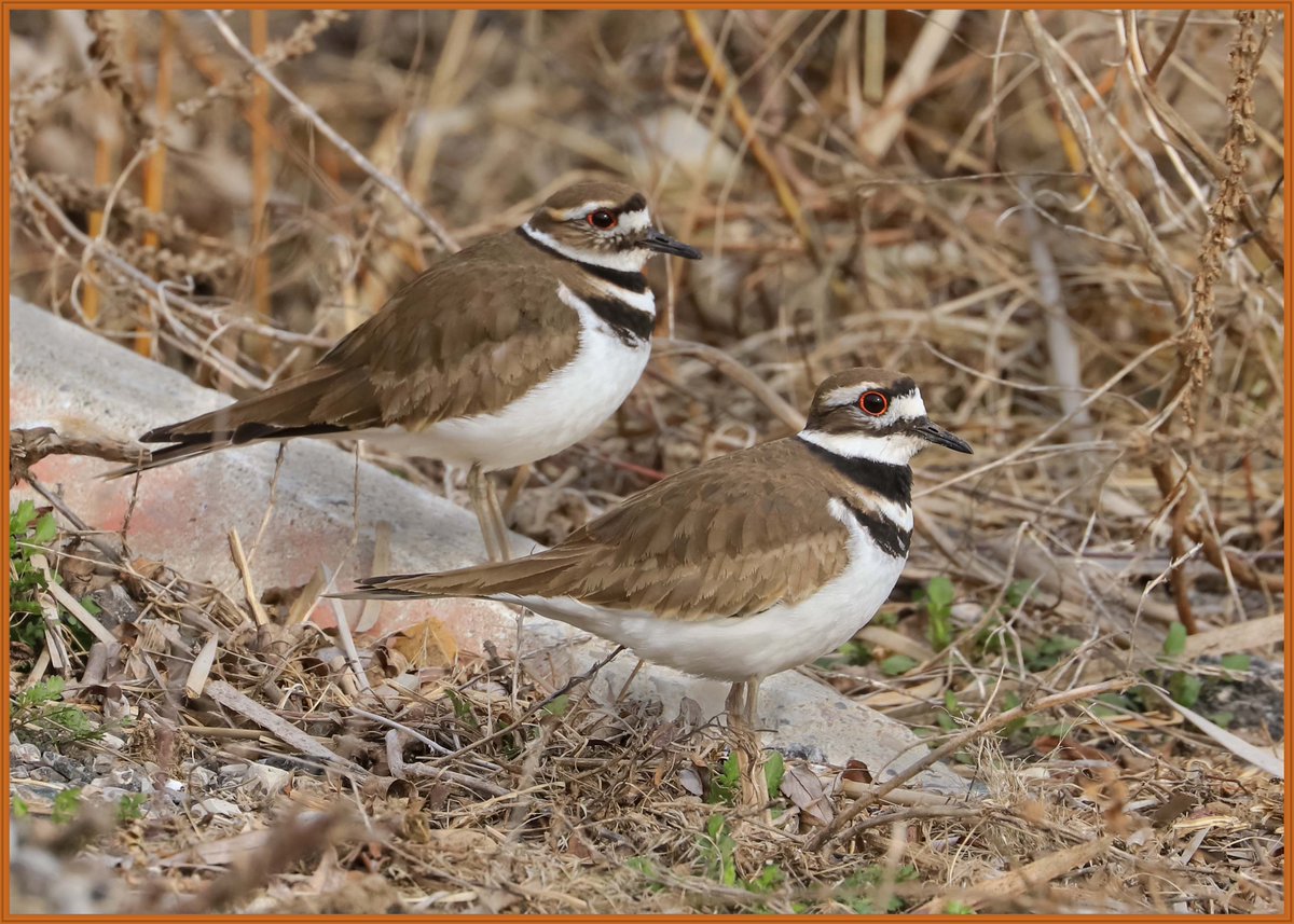 DavidLLindsay1's tweet photo. Haven't posted in a while... Spring migration is beginning  so a good excuse to share some bird photos... Killdeer on the causeway at Long Point. #birdphotography #birdwatching https://t.co/7YWsIEAYap