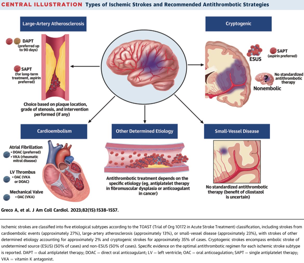 AmbrizMau's tweet photo. Terapia antitrombótica para la prevención primaria y secundaria de la enfermedad vascular cerebral isquémica.

J Am Coll Cardiol 2023; DOI: https://t.co/3eFK3UB9JD https://t.co/KMmvnnDvUI