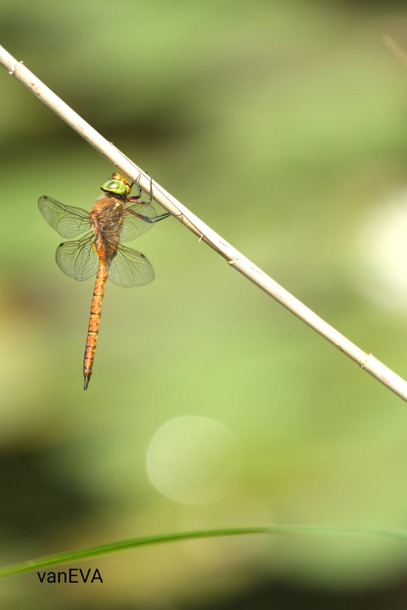 e_vanEVA's tweet image. Vandaag in #libellente de #vroegeglazenmaker