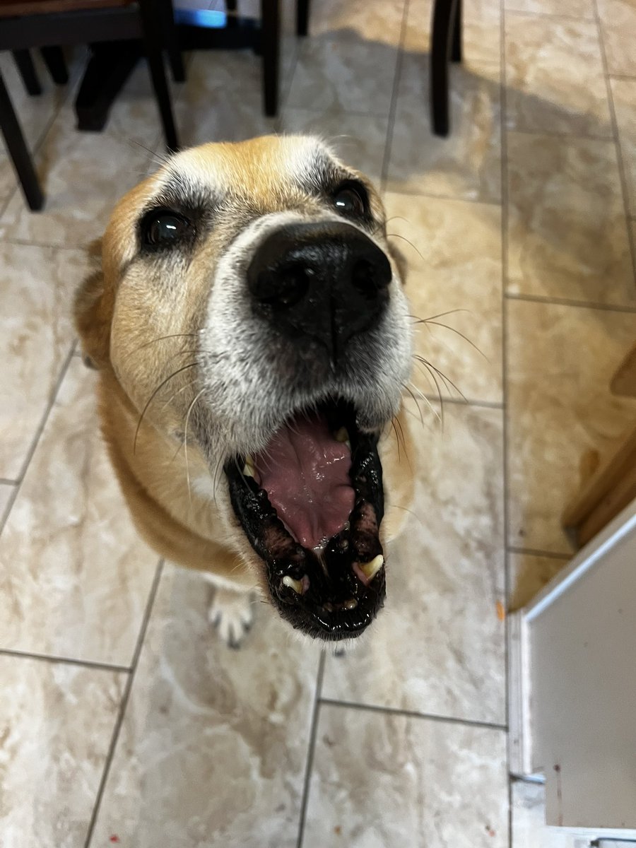 rabidsooner's tweet photo. Batman: *yawns big* Am I being awakened by the sounds of angels singing this morning?
Me: Itβs the mixer, big puppy.
Batman: same thing, Mama. Same. Thing. πΆ #OfficialBakingCleanupCrew #Dogs #GoodBoy #Baking #MoreCookiesPlease https://t.co/argywpM7xk