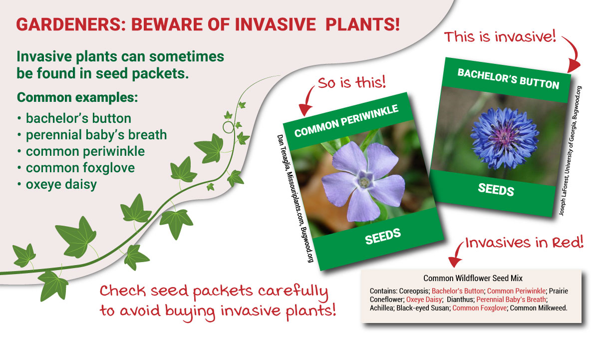 DID YOU KNOW? Invasive plants are often found in seed packets. They can outcompete native plants, degrade natural areas and have economic impacts on agriculture. Here are some helpful links:
bit.ly/3p0z4jr
bit.ly/3wR8tP2
bit.ly/3Tp81k6