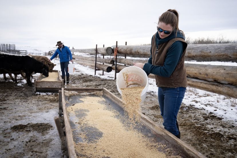 Cattle numbers across Canada fell to their lowest point since 1989, as drought conditions impact grain and livestock farmers theglobeandmail.com/canada/article…