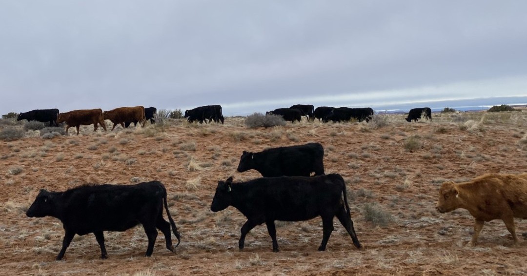 It’s that time of year! Cows have returned to the park boundary for grazing! 🐮 Be careful when driving into the park, you may drive up to find a group of cows standing in the road!