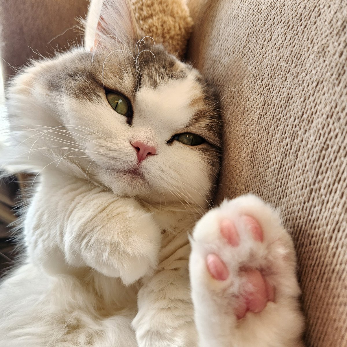LNichijyo's tweet photo. 肉球丸見え🐾

 #猫のいる暮らし  #ミヌエット  #cat https://t.co/QiPYqcYVa0