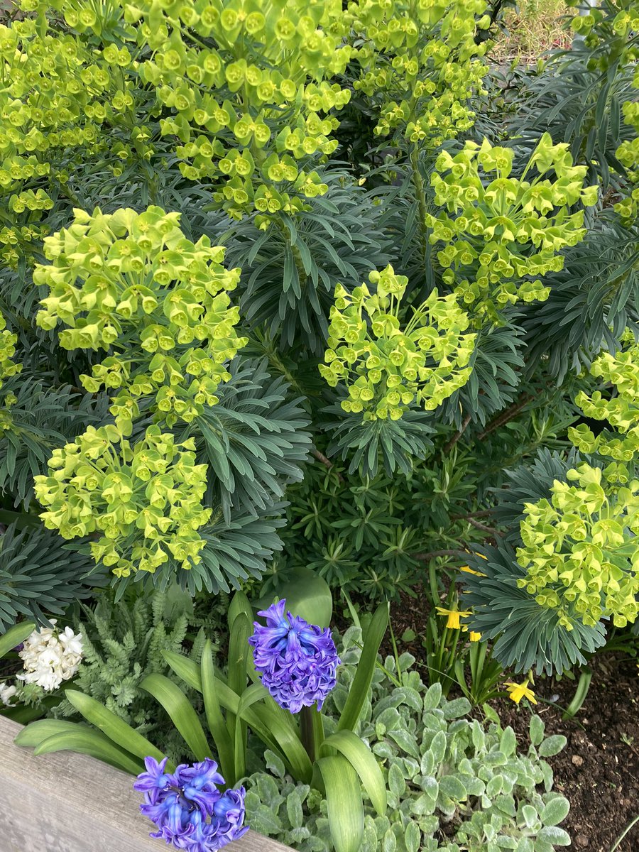 Beautiful spring display @SunshineGdnNW6 @TLRailUK at West Hampstead station #NW6 great work by the volunteers who look after these planters ❤️🐝🌷🌻🌸