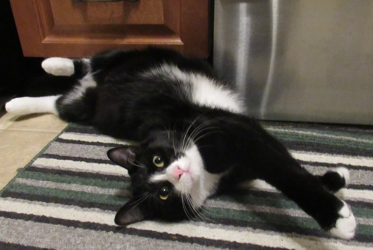paularreyn's tweet photo. Rolling, rolling~ relaxing on a #snow day. ☃️🩵#Caturday #CatsOfTwitter #Cats #tuxedo #catsofNL #NL #kitten https://t.co/h6Vja1y8Y7