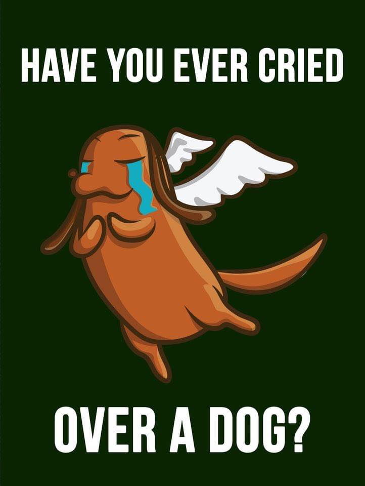 The Dalbo Dog tweet media