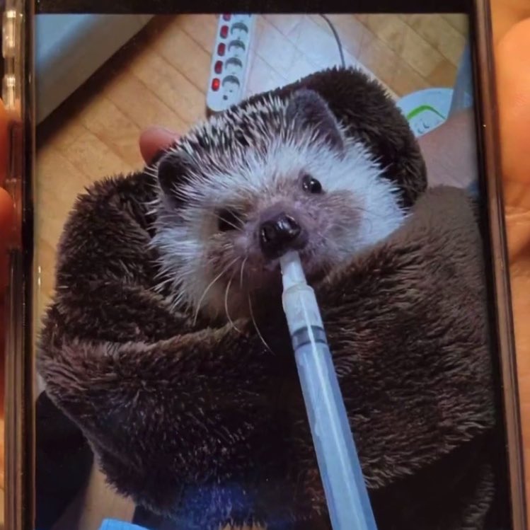 translatingTXT's tweet photo. pictures of odi 🦔❤️ https://t.co/C661F1ncCj