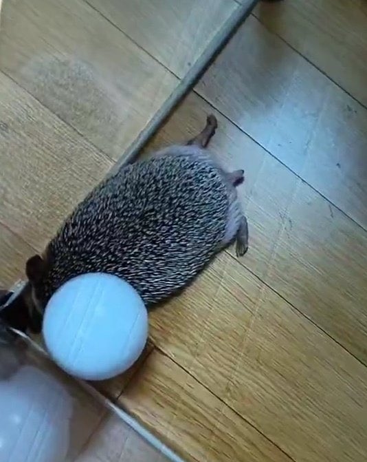 translatingTXT's tweet photo. pictures of odi 🦔❤️ https://t.co/C661F1ncCj