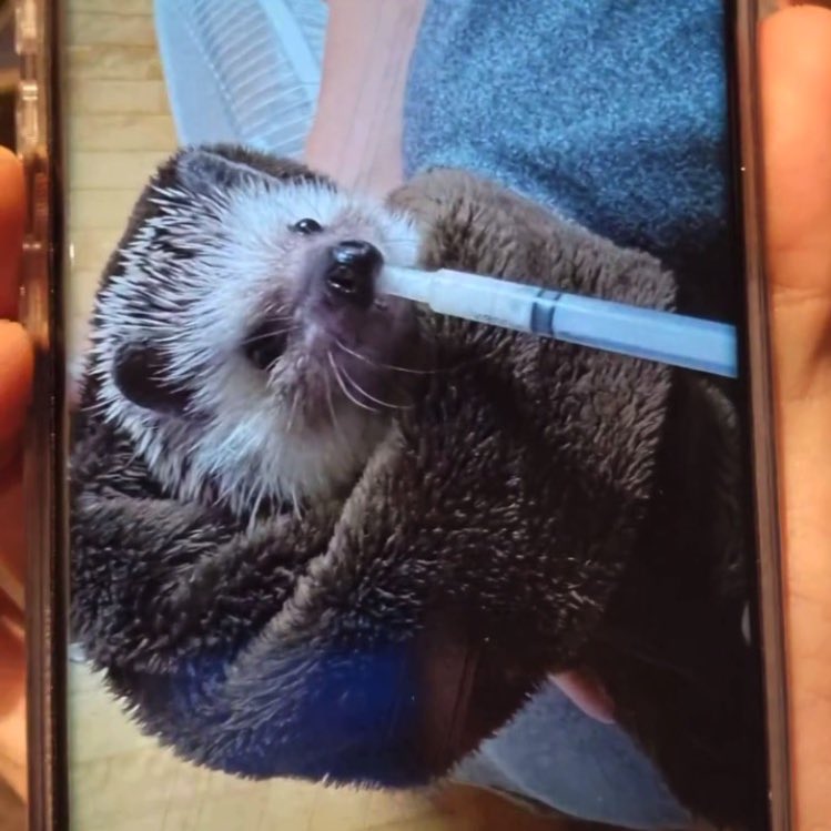 translatingTXT's tweet photo. pictures of odi 🦔❤️ https://t.co/C661F1ncCj