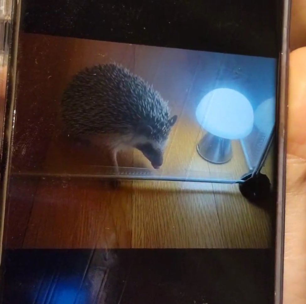 translatingTXT's tweet photo. pictures of odi 🦔❤️ https://t.co/C661F1ncCj