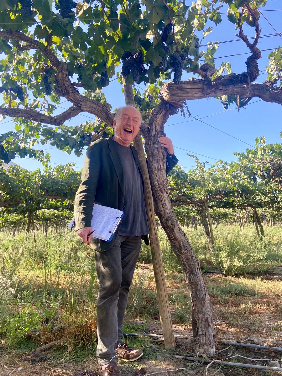 Now that’s what I call a proper vine. It was planted as a table grape in 1973, grafted onto Syrah in 1990- well, that’s what they THOUGHT- in fact it was Petite Sirah- which they could have just consigned to the bin, but instead Santa Rita make it into inspiring Bougainville red.