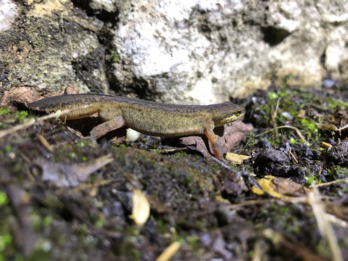 ToadRescue's tweet photo. After a drier few weeks it’s looking potentially good weather for amphibians to be on the move over the next few day 🐸💚 https://t.co/R2z6HwAXUv
