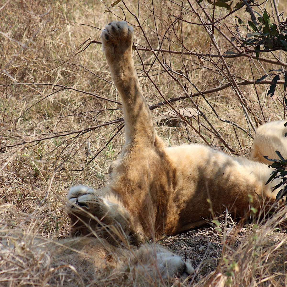 ' Oh.. nothing really... just lounging around... what you up to this fine Saturday?' #animalelite #wildestafrica #africanwildlifephotography #wildlifepictures #wildography #mammalsofinstagram #lions #lioness #lazysaturday