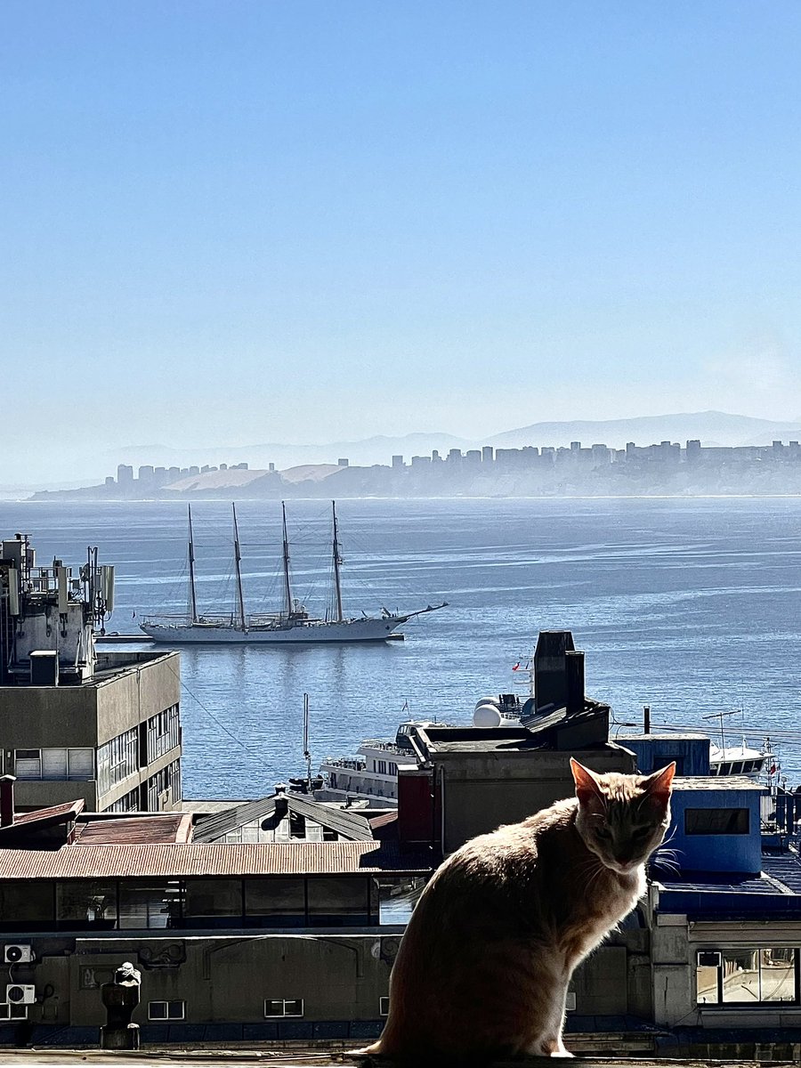 Macarena Carroza tweet media