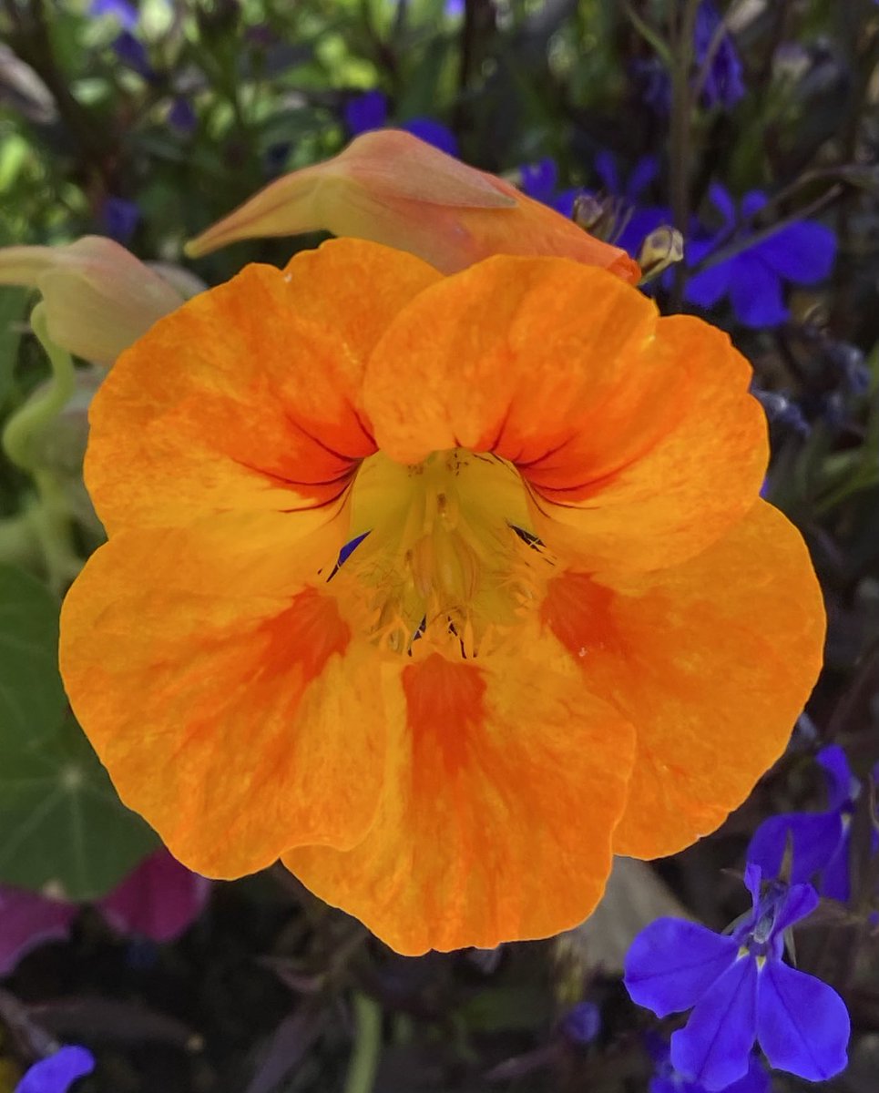 Container nasturtium and salvia wishing you a brilliant Saturday, hopefully outdoors. 💜🍃🧡 #flowers #gardening