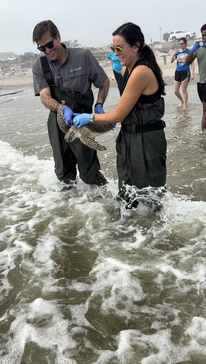 SeaTurtleCenter's tweet photo. Yesterday, we released two more of our cold stunned green sea turtles back to the Gulf of Mexico! These two were also satellite tagged so that we can monitor their movement.
#gcstr #everybodyrow #sharethegulf #sayyestoseaturtles https://t.co/kfbvo1Wwhs