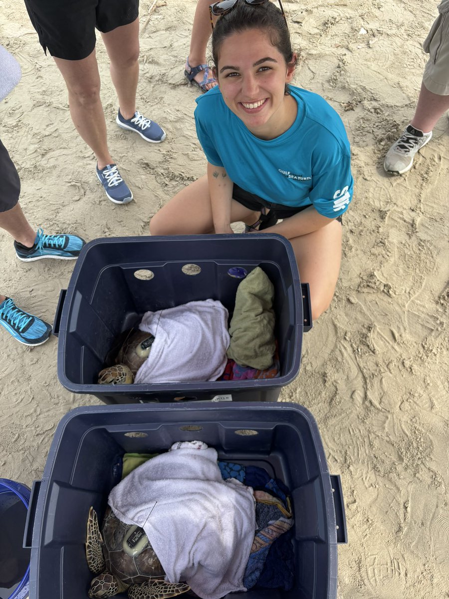 SeaTurtleCenter's tweet photo. Yesterday, we released two more of our cold stunned green sea turtles back to the Gulf of Mexico! These two were also satellite tagged so that we can monitor their movement.
#gcstr #everybodyrow #sharethegulf #sayyestoseaturtles https://t.co/kfbvo1Wwhs