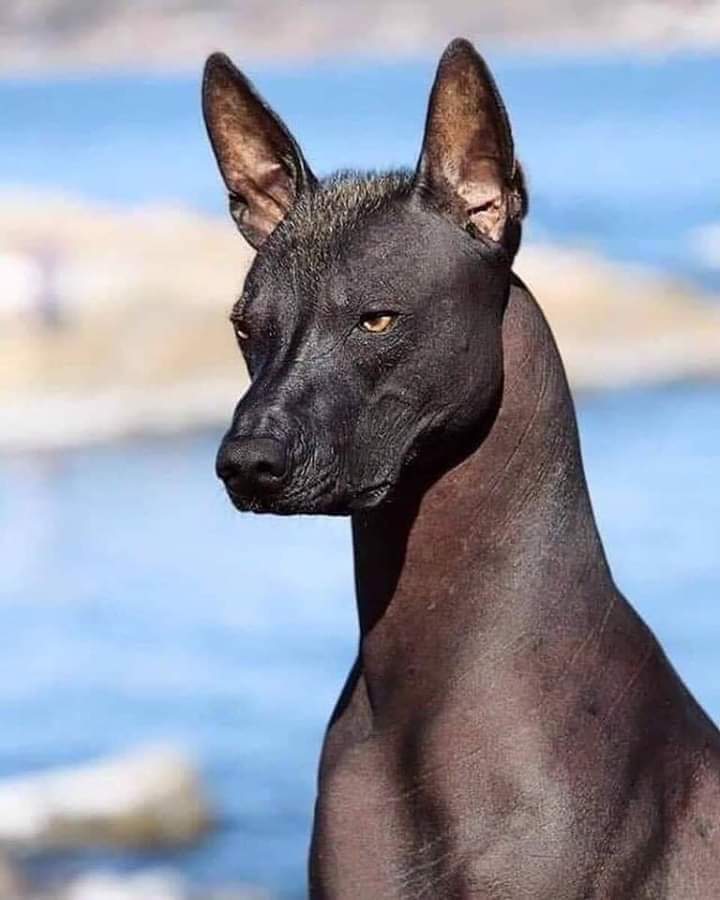 fasc1nate's tweet photo. The Xoloitzcuintle, an Aztec dog breed indigenous to Mexico, is among the oldest known canine breeds, with a history spanning over 7000 years.  

For the Aztecs, this dog held significant respect and importance, as they believed it was a divine gift from the god Xolotl.   

The Xoloitzcuintle was revered for its role as a spiritual guide for the souls of the deceased on their journey to Mictlán, the underworld.