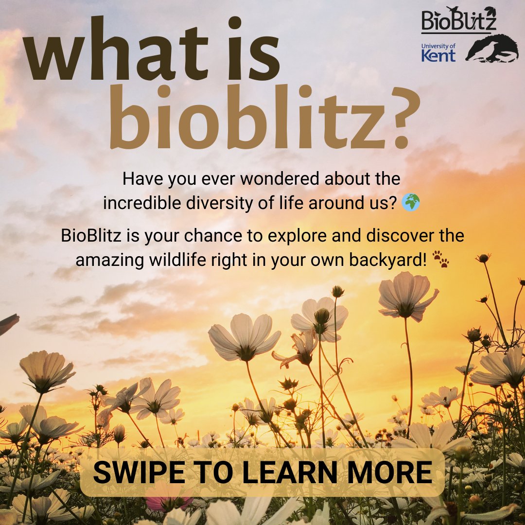 UoKBioBlitz's tweet photo. 🌿Curious about #BioBlitz2024?🌲 Let's break it down: A community event where folks come together to explore nature and record every living organism they find in the span of 24 hours! 📷 #CitizenScience #Biodiversity #NatureExploration 📷🌳🔬 https://t.co/bgiiCI13Mc