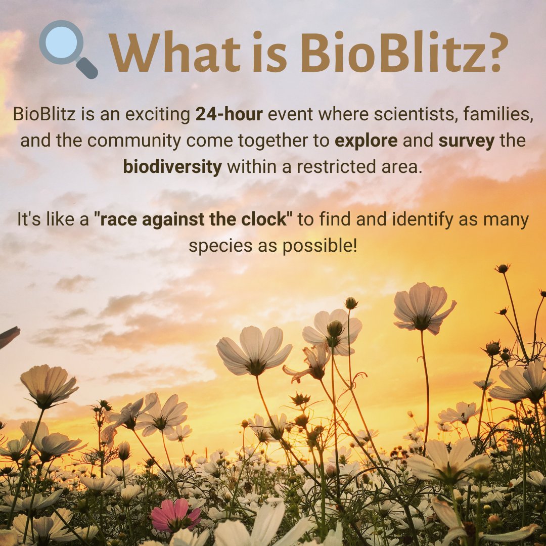 UoKBioBlitz's tweet photo. 🌿Curious about #BioBlitz2024?🌲 Let's break it down: A community event where folks come together to explore nature and record every living organism they find in the span of 24 hours! 📷 #CitizenScience #Biodiversity #NatureExploration 📷🌳🔬 https://t.co/bgiiCI13Mc