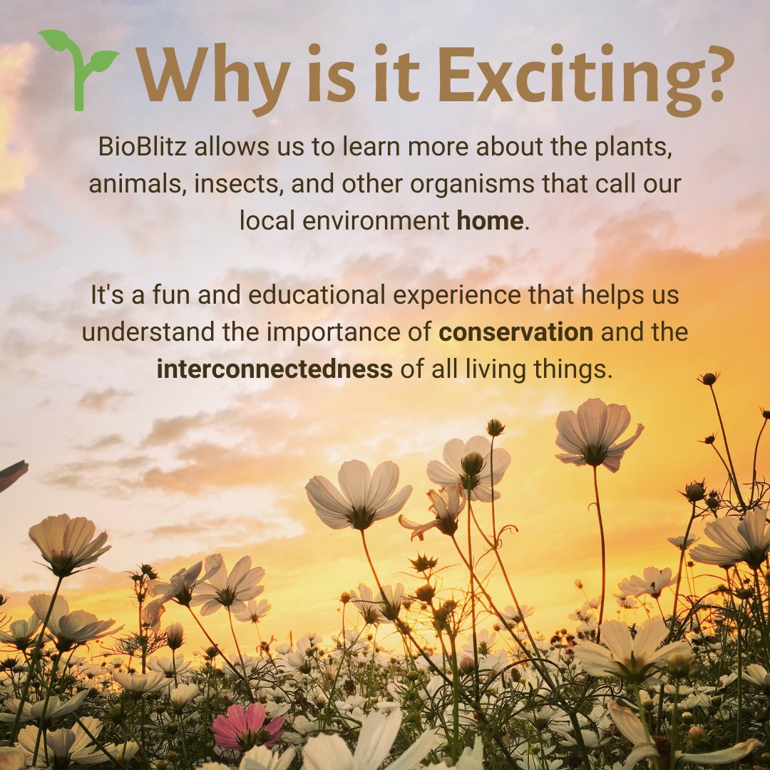 UoKBioBlitz's tweet photo. 🌿Curious about #BioBlitz2024?🌲 Let's break it down: A community event where folks come together to explore nature and record every living organism they find in the span of 24 hours! 📷 #CitizenScience #Biodiversity #NatureExploration 📷🌳🔬 https://t.co/bgiiCI13Mc