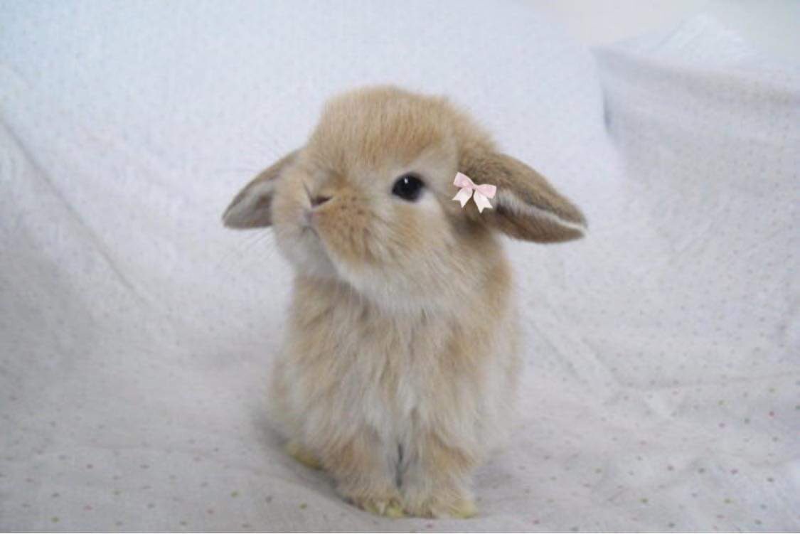bunny (@capriwh0re3) / Posts / X