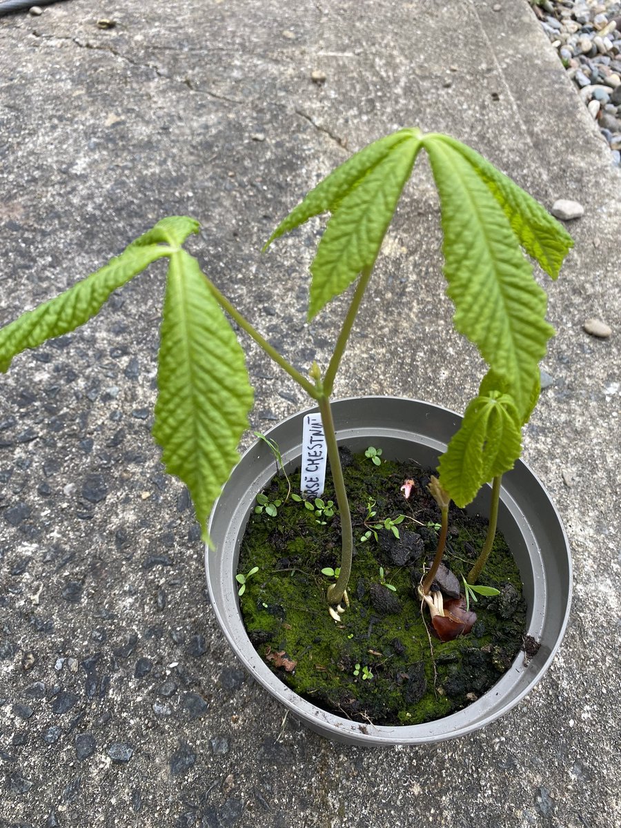 The kids love gathering conkers from the Horse Chestnut trees. Lovely to see some of last years bursting to life now !