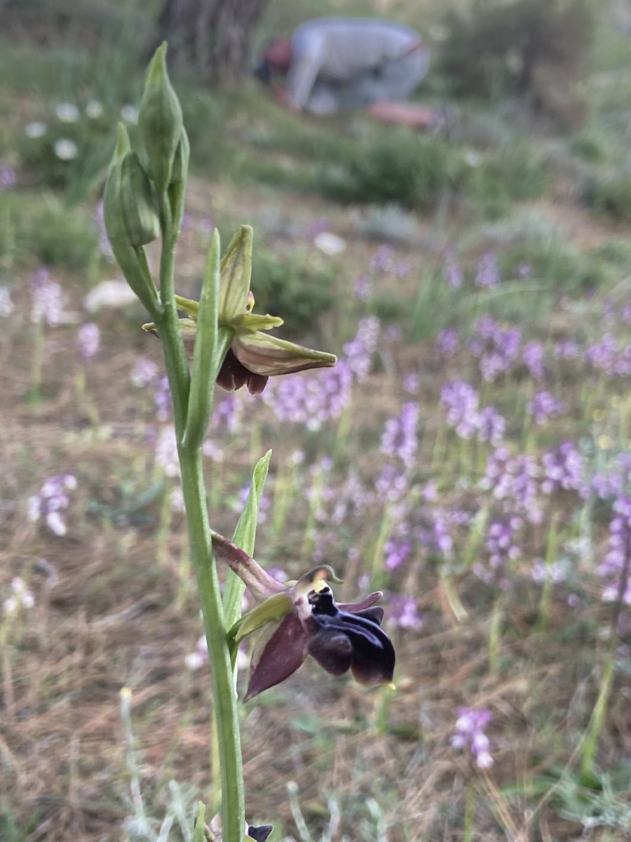 BeckyCMD (@becky_cmd) on Twitter photo Ophrys mammosa in front of a carpet of Anacamptis syriaca in front of <a href="/duncan_dine/">Duncan Dine</a> A mind-boggling range of orchids seen on #Cyprus today Ophrys mammosa in front of a carpet of Anacamptis syriaca in front of <a href="/duncan_dine/">Duncan Dine</a> A mind-boggling range of orchids seen on #Cyprus today