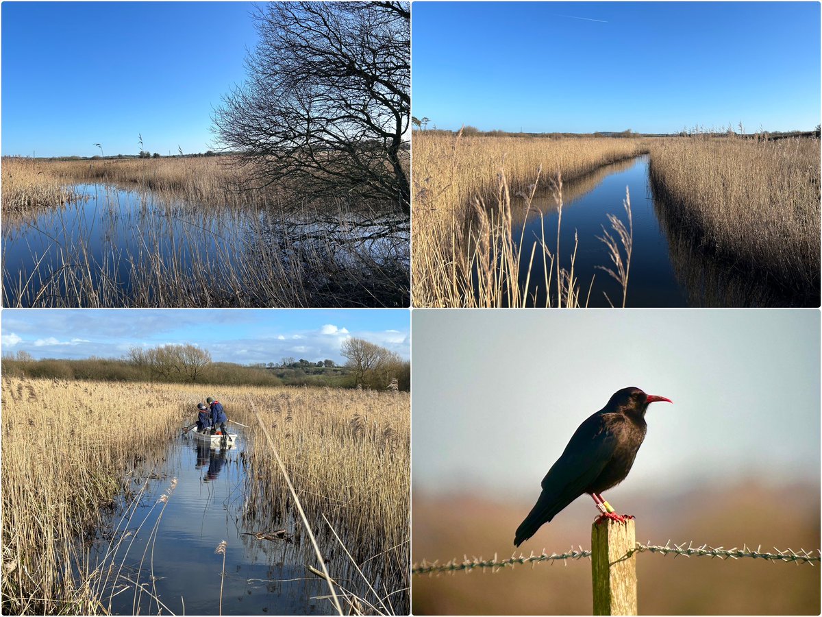 BillyBloodworm's tweet photo. The re-colonisation of  Cors Ddyga &amp; Valley wetlands on Anglesey by Bitterns is a major conservation success. In 2023 there were 7 boomers in 80ha of reedbed. And there is potential for increase.  Next stop Norther Ireland?  
Not sure I’ve heard Bittern &amp; Chough together before. https://t.co/tQJ535VYXb