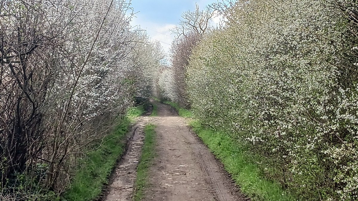 A thread 🧵1/n:

Hedgerows are Ireland’s life-supporting network of food, shelter, and verdant/cultural beauty amidst a landscape that is largely based around intensively managed lands where all other species are mostly left behind to make do or die.